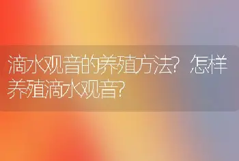 滴水观音的养殖方法?怎样养殖滴水观音?