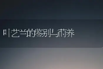 押花：定格美丽的大自然