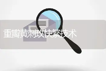 重瓣黄刺玫快繁技术