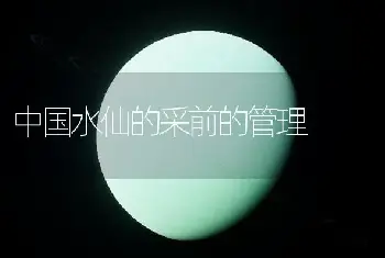 中国水仙的采前的管理