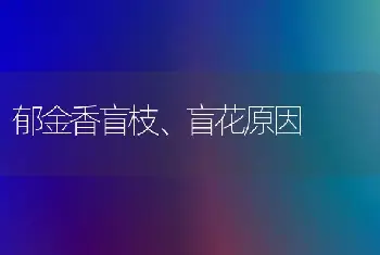 郁金香盲枝、盲花原因