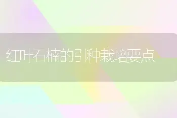 红叶石楠的引种栽培要点