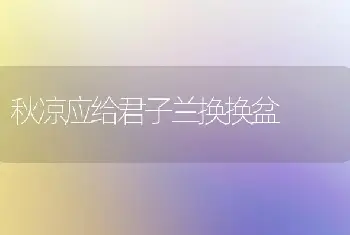 秋凉应给君子兰换换盆