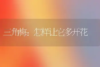 三角梅：怎样让它多开花