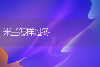 非洲紫罗兰的栽培技术