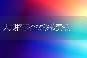 大规格银杏树移栽要领