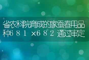 省农科院育成的家蚕春用品种681×682通过审定