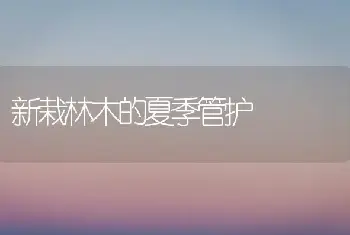 新栽林木的夏季管护