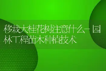 移栽大桂花树注意什么-园林工程苗木种植技术