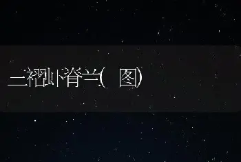 三褶虾脊兰(图)