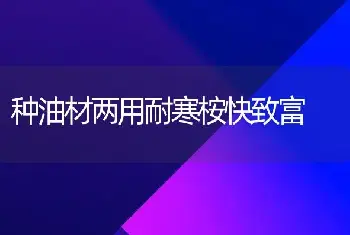 种油材两用耐寒桉快致富