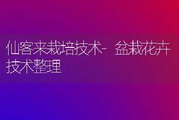 仙客来栽培技术-盆栽花卉技术整理