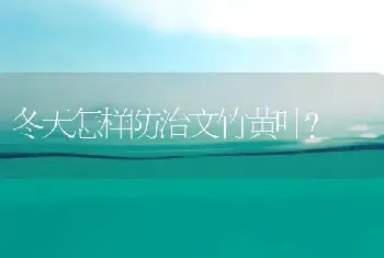 冬天怎样防治文竹黄叶？