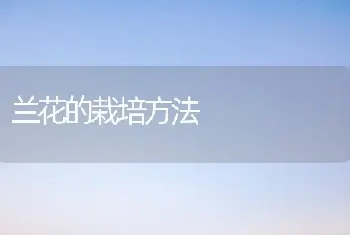 兰花的栽培方法