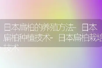 日本扁柏的养殖方法-日本扁柏种植技术-日本扁柏栽培技术