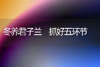 冬养君子兰 抓好五环节