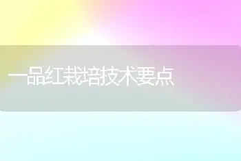 一品红栽培技术要点