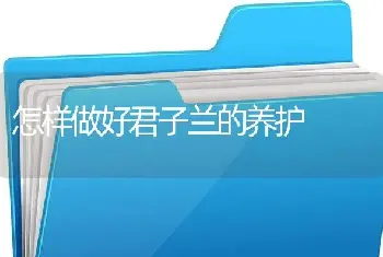 怎样做好君子兰的养护