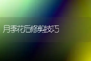 龙柏属性及栽培管理