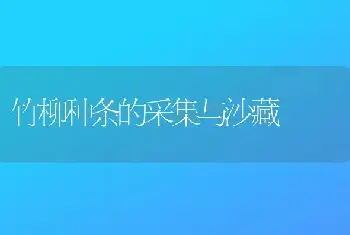 竹柳种条的采集与沙藏