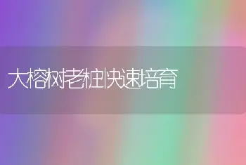 大榕树老桩快速培育