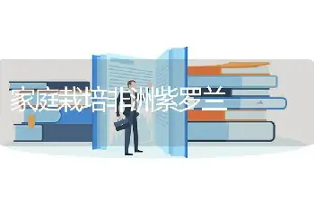 家庭栽培非洲紫罗兰