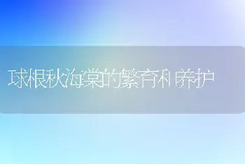 球根秋海棠的繁育和养护