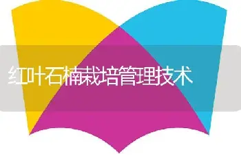 红叶石楠栽培管理技术