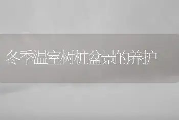 冬季温室树桩盆景的养护