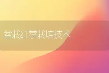 盆栽红掌栽培技术