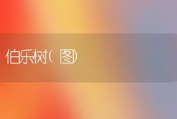 伯乐树(图)