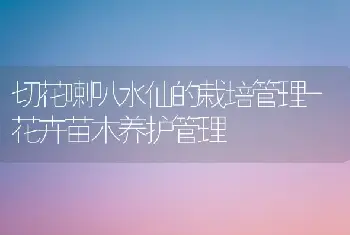 切花喇叭水仙的栽培管理-花卉苗木养护管理