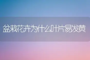 盆栽花卉为什么叶片易发黄