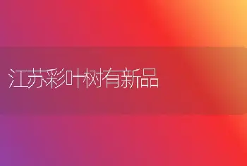 当前油菜苗床管理要点