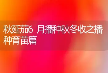 秋延茄6月播种秋冬收之播种育苗篇