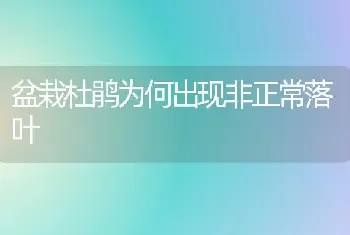 盆栽杜鹃为何出现非正常落叶