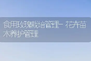 十一月养兰须知