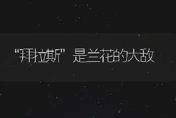 “拜拉斯”是兰花的大敌