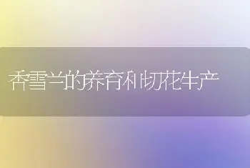 香雪兰的养育和切花生产