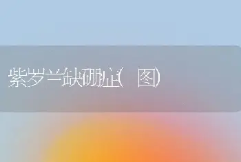 紫罗兰缺硼症(图)