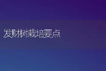 发财树栽培要点