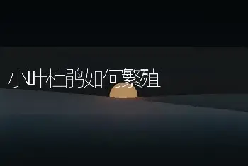 小叶杜鹃如何繁殖