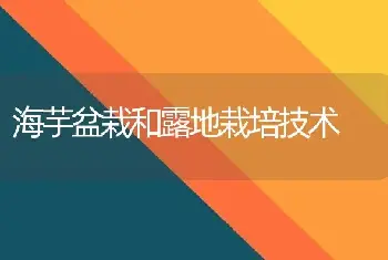 海芋盆栽和露地栽培技术