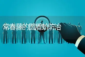 常春藤的圆盾蚧防治