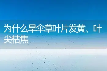 为什么旱伞草叶片发黄、叶尖枯焦