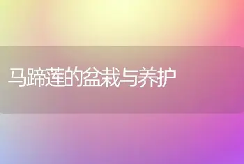 马蹄莲的盆栽与养护