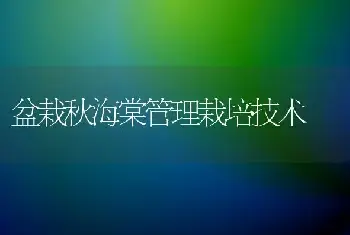 盆栽秋海棠管理栽培技术