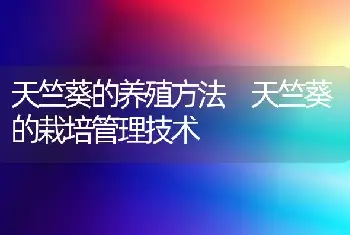 天竺葵的养殖方法 天竺葵的栽培管理技术