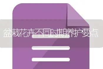 盆栽花卉不同时期养护要点