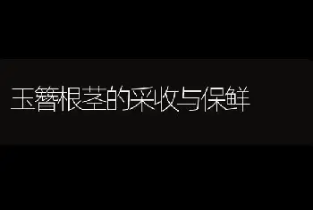 玉簪根茎的采收与保鲜